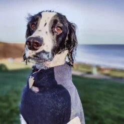 Mutt Dog Coat L - Dark Indigo