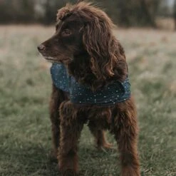 Hound Dog Coat M - Confetti Spot AOP