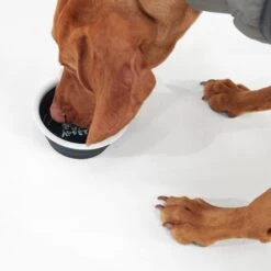 ThIrsty Dog Bowl - Dark Indigo